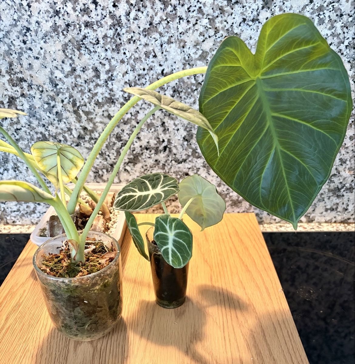 Pflanzen & Samen: Alocasia 3 Stück – Neu (gemäss Beschreibung) aus Kaiseraugst von dka_b97z