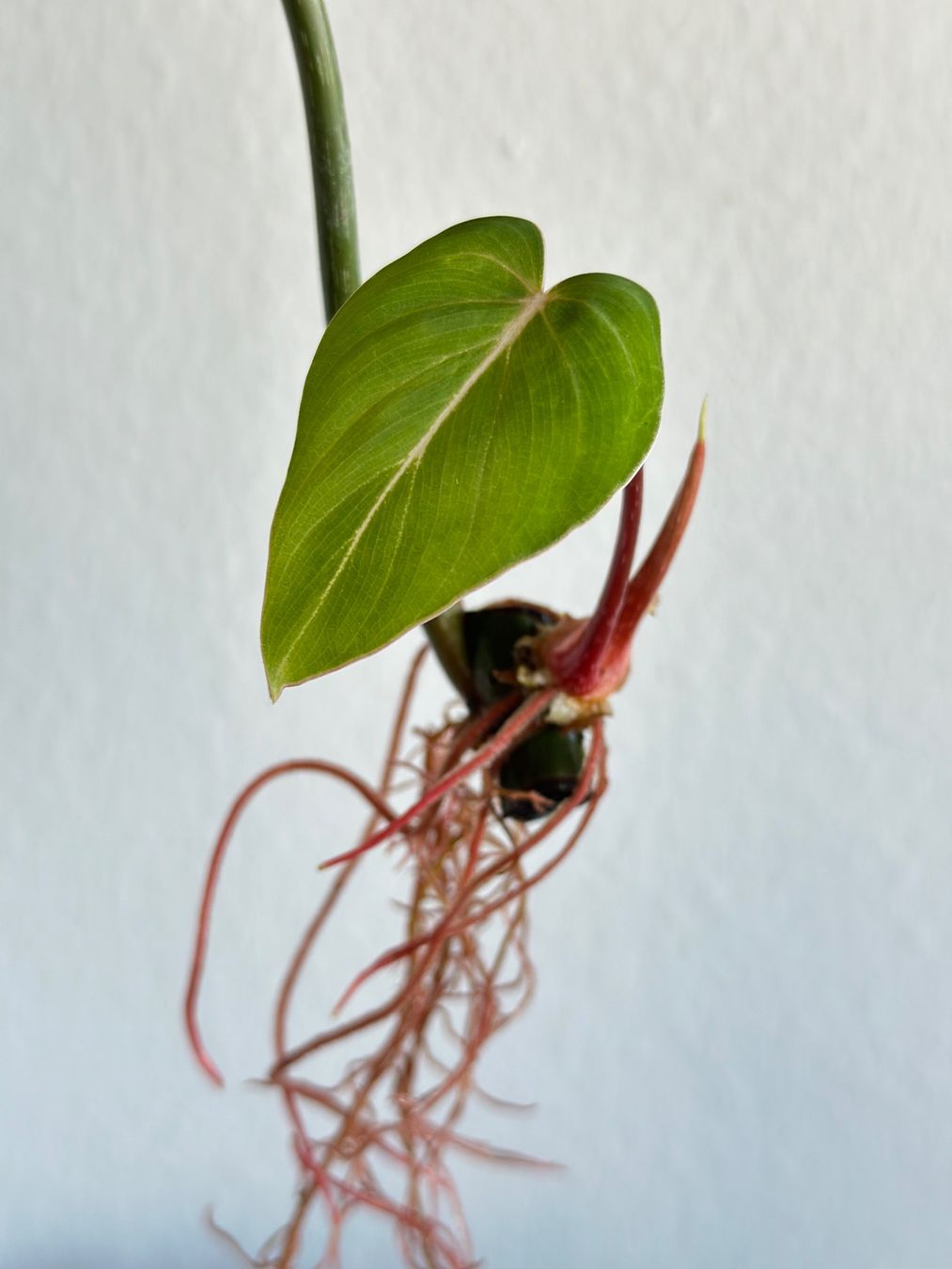 Piante & sementi: Philodendron Gloriosum Steckling - gut bewurzelt #2 – Usato da Zürich venduto da ong8