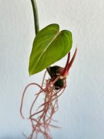 Philodendron Gloriosum Steckling - gut bewurzelt #2