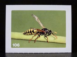 MIGROS MANIA Nature Detectives Nr. 106