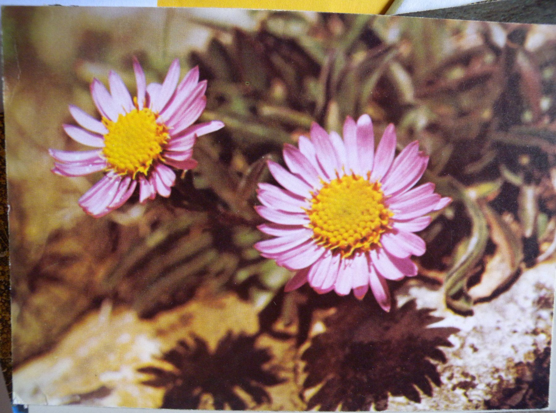 Cartoline postali: Alte Ansichtskarte Alpenblume Aster alpinus – Usato da Hauenstein venduto da davia72