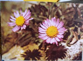 Alte Ansichtskarte Alpenblume Aster alpinus