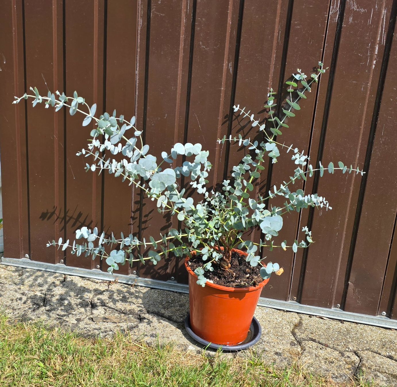 Pflanzen & Samen: Eukalyptus – Neu (gemäss Beschreibung) aus Aarburg von popkorn65 4