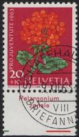 20 Rp. Geranium mit TAB (Pelargonium zonale)