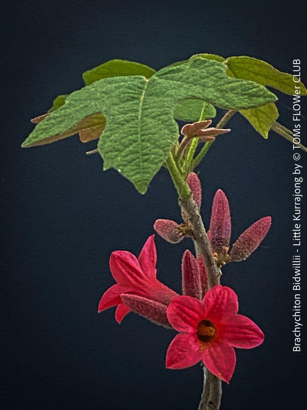 Piante & sementi: Brachychiton Bidwillii - australischer Flaschenbaum – Nuovo e nell'imballaggio originale da Adliswil venduto da astom369 1