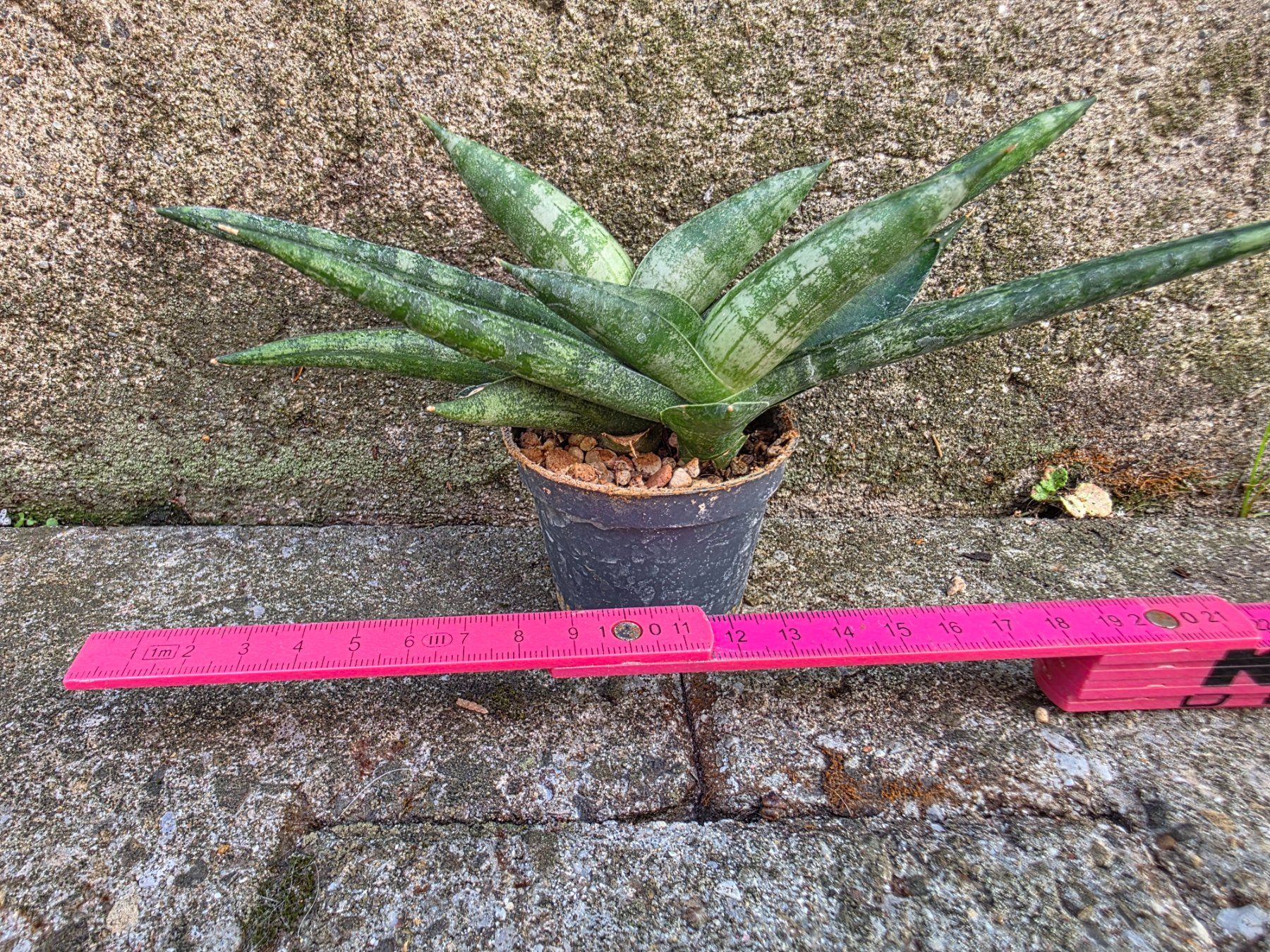 Piante & sementi: Sanseveria cylindrica / Bogenhanf – Nuovo (secondo la descrizione) da Thalheim venduto da silvara01 2