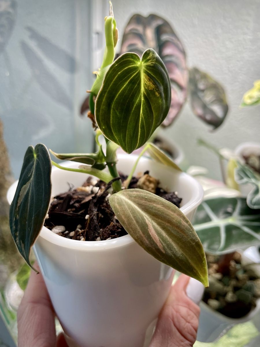 Piante & sementi: Philodendron Melanochrysum Variegata – Nuovo (secondo la descrizione) da Watt venduto da anics.plants 1