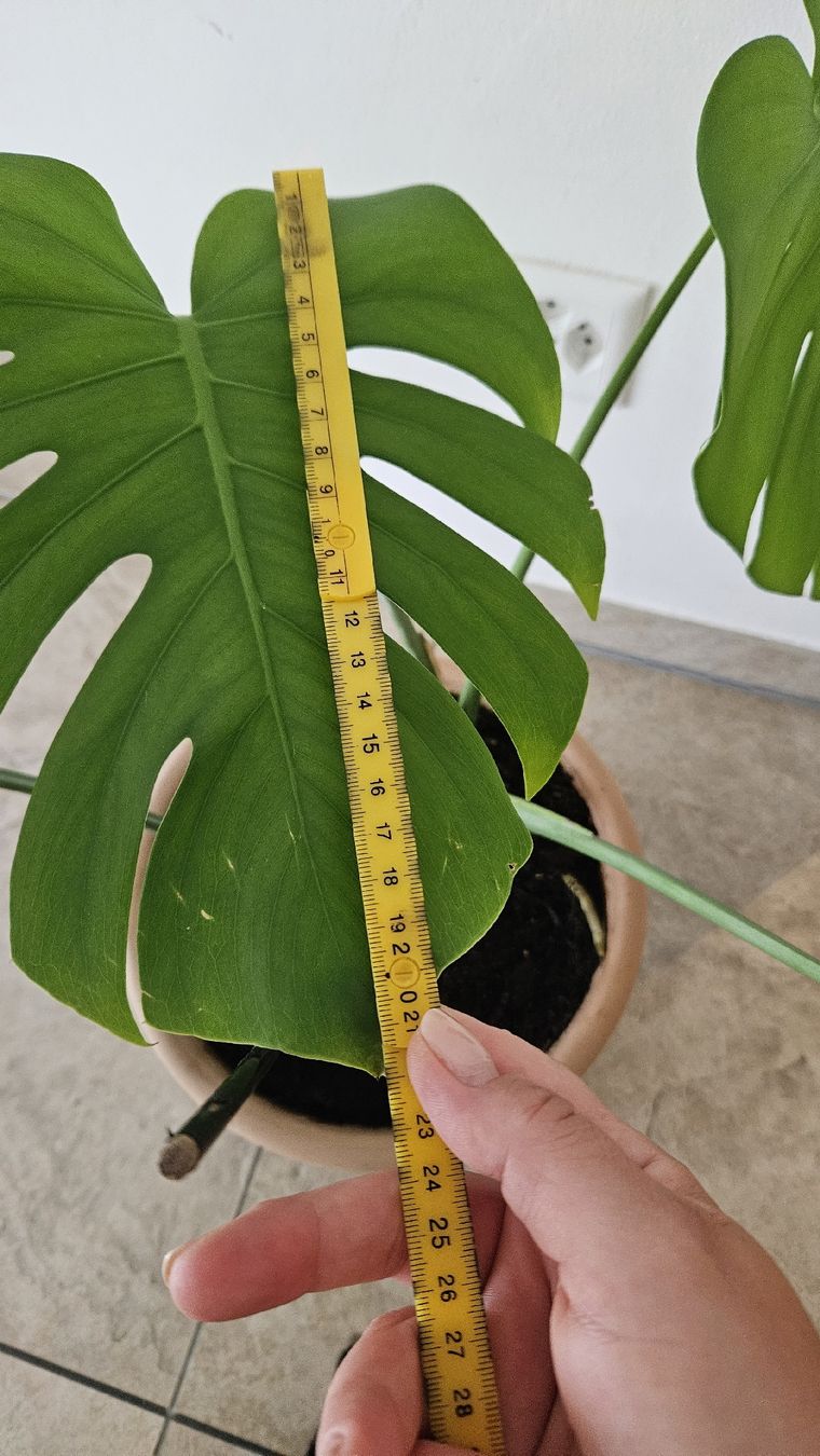 Piante & sementi: Monstera Deliciosa inkl. Terrakottatopf – Usato da Schaan venduto da car_wrv2 7