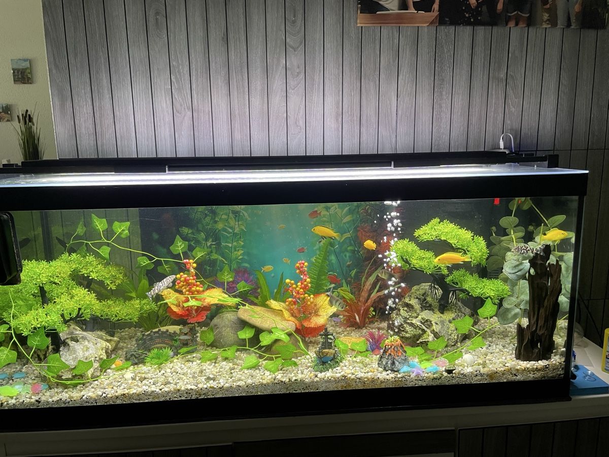 Acquari: Aquarium – Usato da Hallwil venduto da nik_ftg7 1