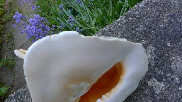 Fossili: Grosse Schnecke Muschel. Cassis Cornuta. – Usato da Zürich venduto da inf_gt6t 4
