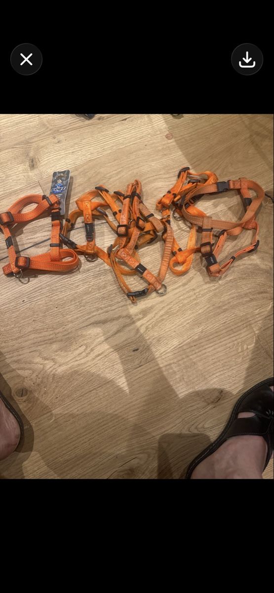 Leine & Halsband: 50 Stück neue Hundegeschierre – Neu (gemäss Beschreibung) aus Trübbach von alder.m 6