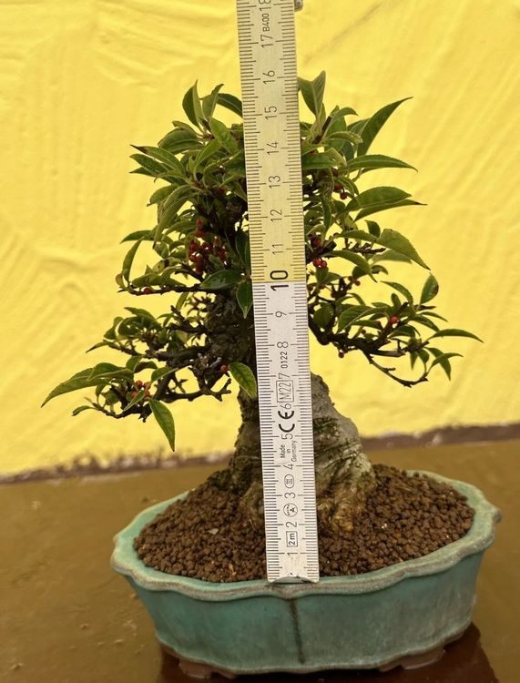 Shohin Bonsai Ilex Serrata Koshobai in Tokoname 29 Jahre alt Kaufen