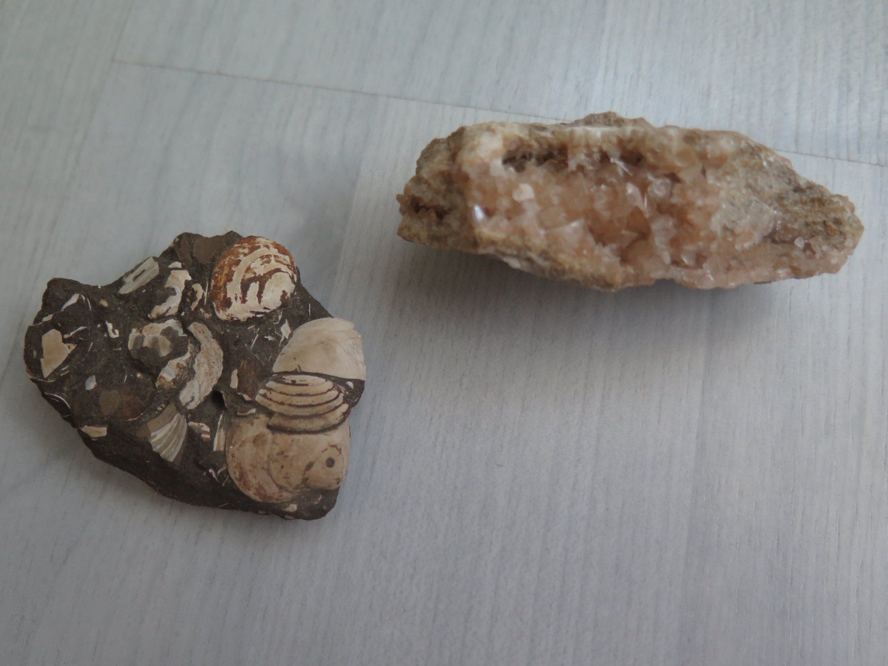 Minéraux & Lithothérapie: Fossil und eine Calcit Stufe – D'occasion à Schaffhausen par Yamakana51L8736OQ8