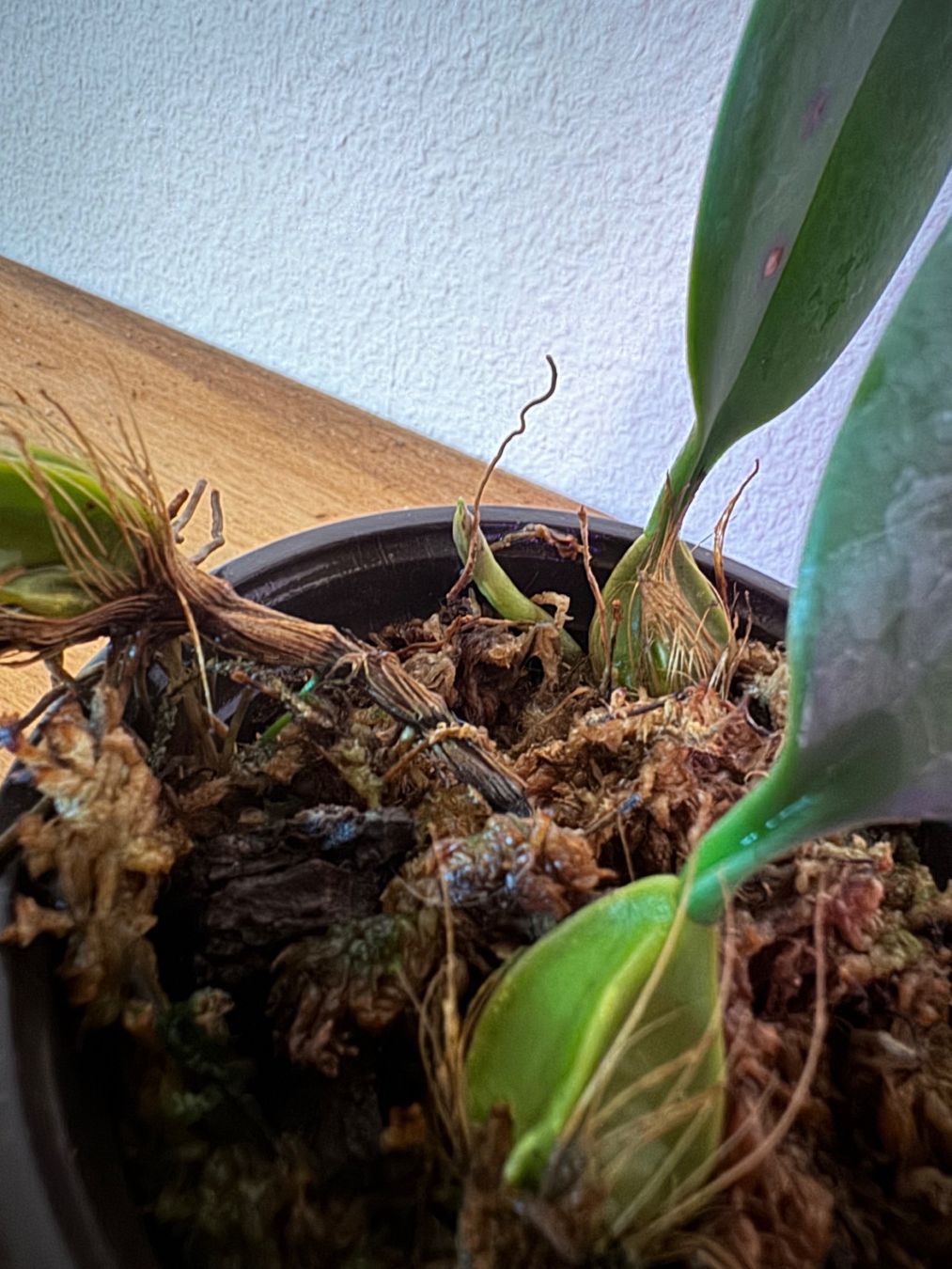 Plantes & graines: Bulbophyllum weberi – D'occasion à Männedorf par mrclst 6