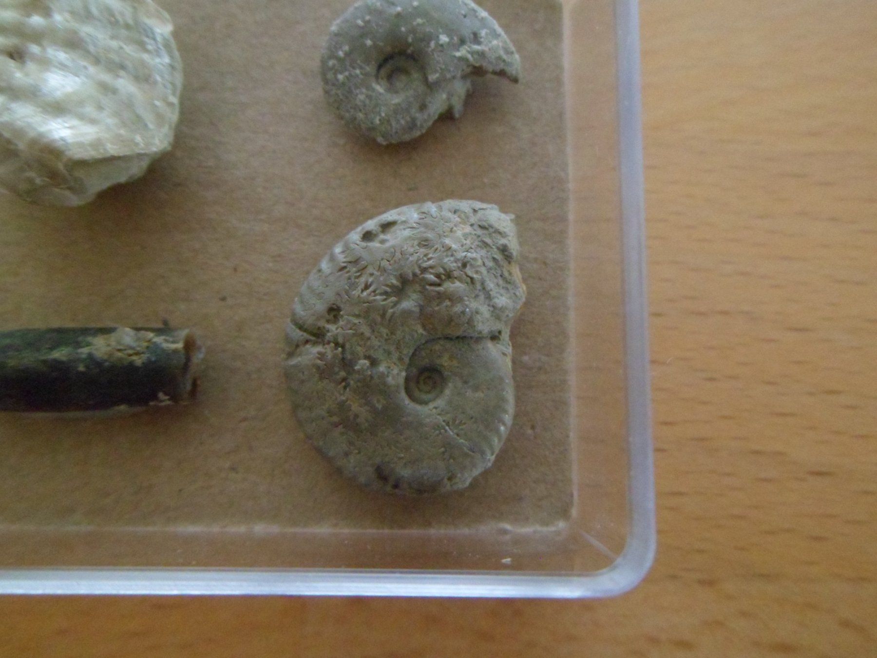 Fossili: Fossilien Schweiz – Usato da Affoltern am Albis venduto da Fossil60 3