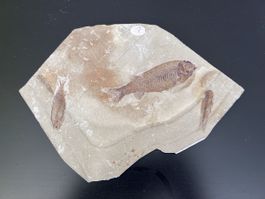 Fischfossil auf Gesteinsplatte