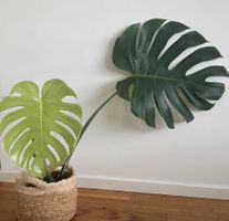 Monstera Deliciosa🤩