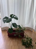 Monstera normal ohne Topf (Post möglich, Update 01.09.2026)
