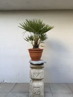 Winterharte Palme 95 cm im schönen Tontopf AB 1.- 
