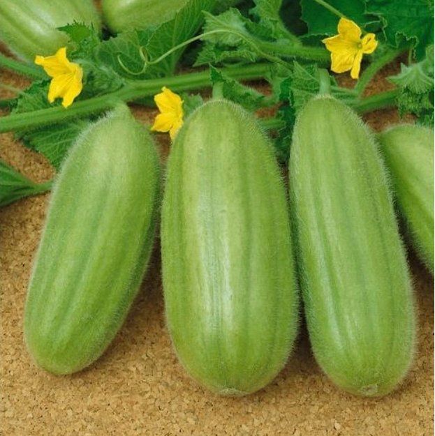 Plantes & graines: MELONENGURKE Carosello Barese / 2 Samen – Neuf (Voir description) à Hinteregg par ERFOLG78 1