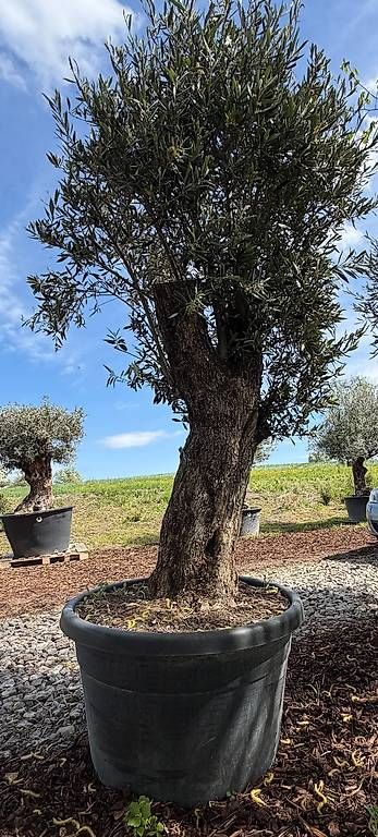 Piante & sementi: Olivenbau "Olea Europea 17" – Usato da Zuckenriet venduto da Thur_Plant 3