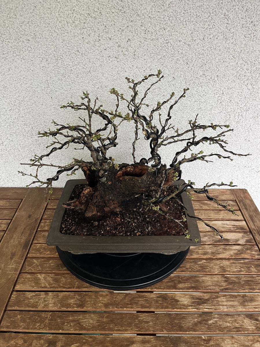 Pflanzen & Samen: Prunus mahaleb  – Neu und originalverpackt aus Hettlingen von BonsaiNaturist.com 2