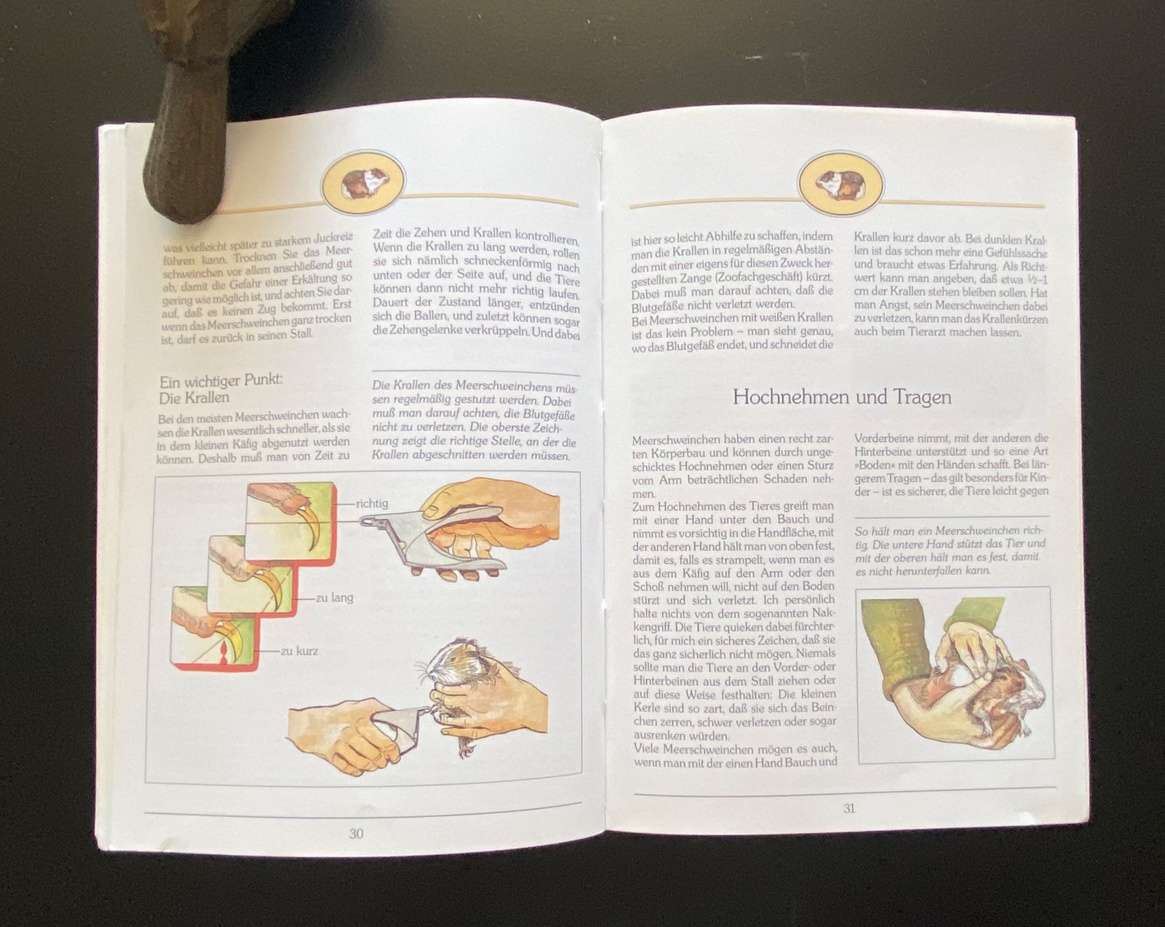 Bücher: Alles über Meerschweinchen – Gebraucht aus Nussbaumen AG von schuba2000 4