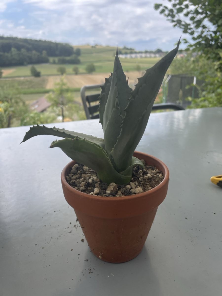 Pflanzen & Samen: Hundertjährige Agave – Gebraucht aus Ersigen von daniel0236