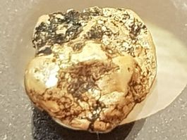 Goldnugget USA um 1860. Ca. 1,3 Gramm Naturgold. #71