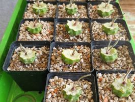 Astrophytum Caput-Medusae, mikro-grafts auf Fero Glaucescens