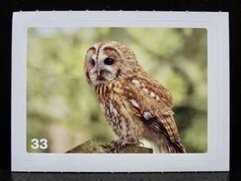MIGROS MANIA Nature Detectives Nr. 33
