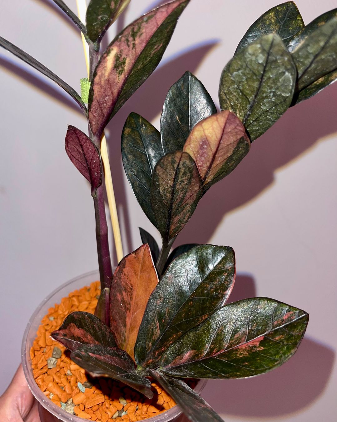 Pflanzen & Samen: Zamioculcas Raven Pink – Gebraucht aus Thonex von