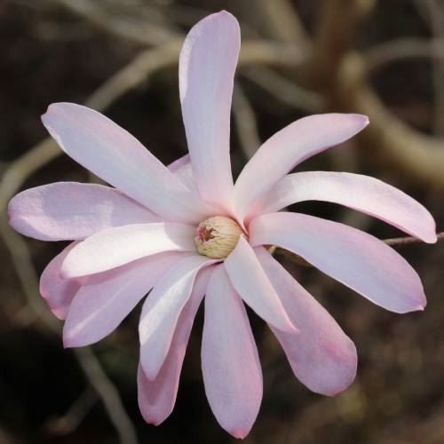 Piante & sementi: Magnolia étoilé ROSE  20cm – Nuovo (secondo la descrizione) da Bremblens venduto da FIBONACCI369