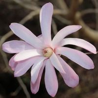 Magnolia étoilé ROSE  20cm