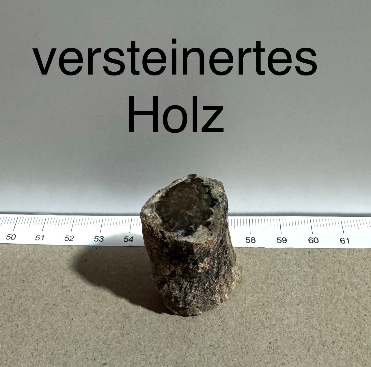 Fossili: versteinertes HOLZ    lässiges Einzelstück        NATURE – Nuovo e nell'imballaggio originale da Leuggern venduto da gemshow 1