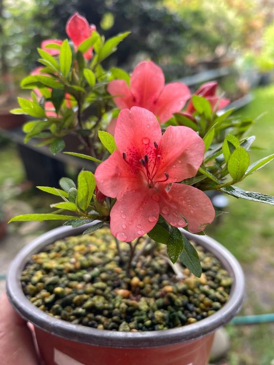 Azalea Satsuki Kaufen auf Ricardo