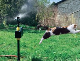 Tiere mit Wasser vertreiben ,Vögel,Katze