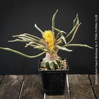 Astrophytum Caput-Medusae - veredelte Sammlerrarität