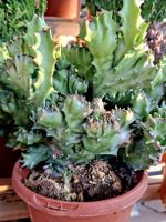 Zimmerpflanze:" Euphorbia lactea", H 30 cm, Sukkulent Cactus
