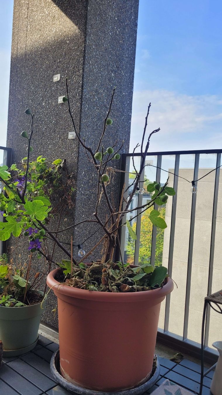 Plantes & graines: Feigenbaum im Kunststofftopf – D'occasion à Zürich par Pepperminta04 2
