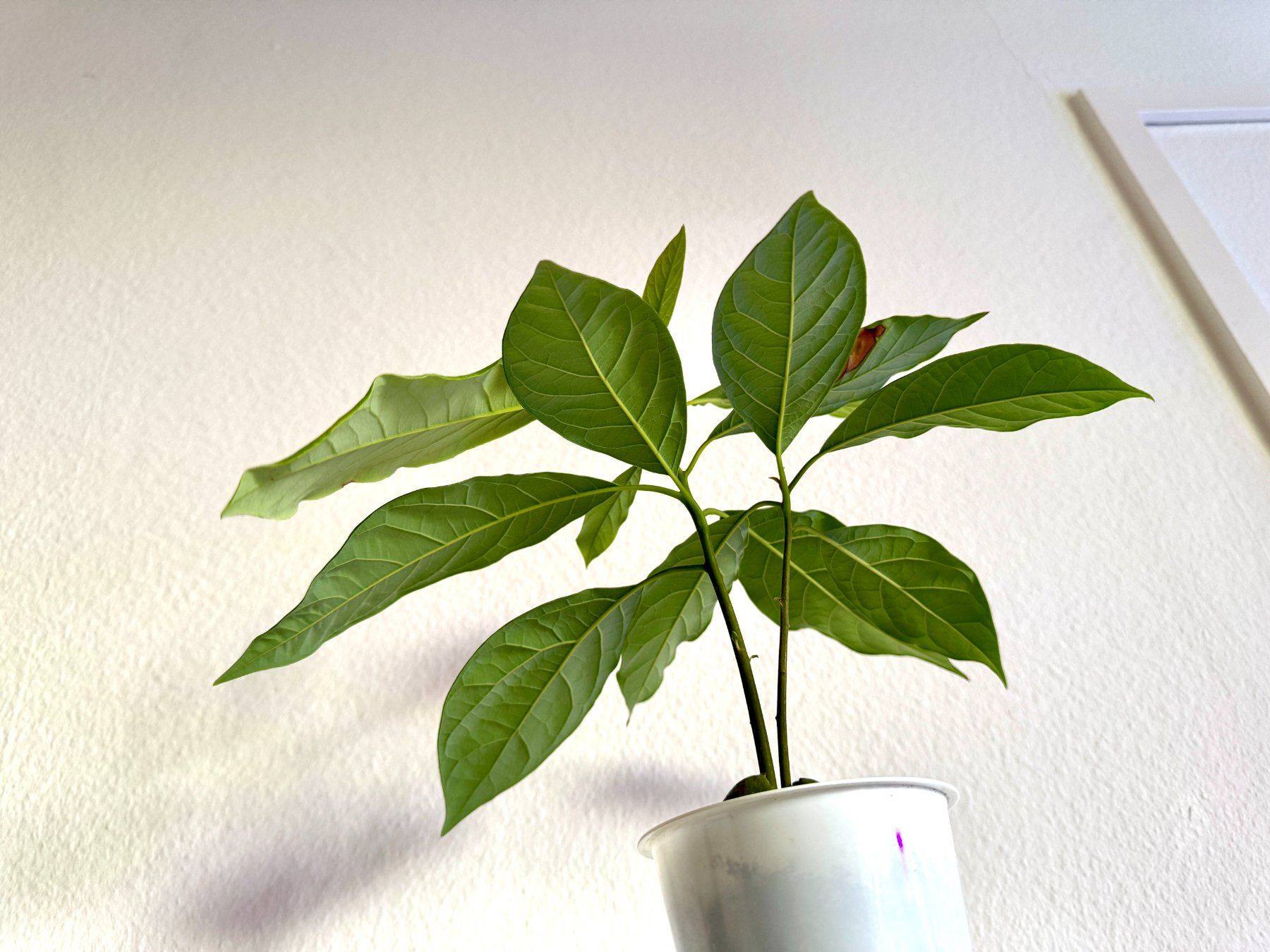 Pflanzen & Samen: Avocado Baum (Doppelstamm) – Gebraucht aus Schlieren von Edgar_k 2