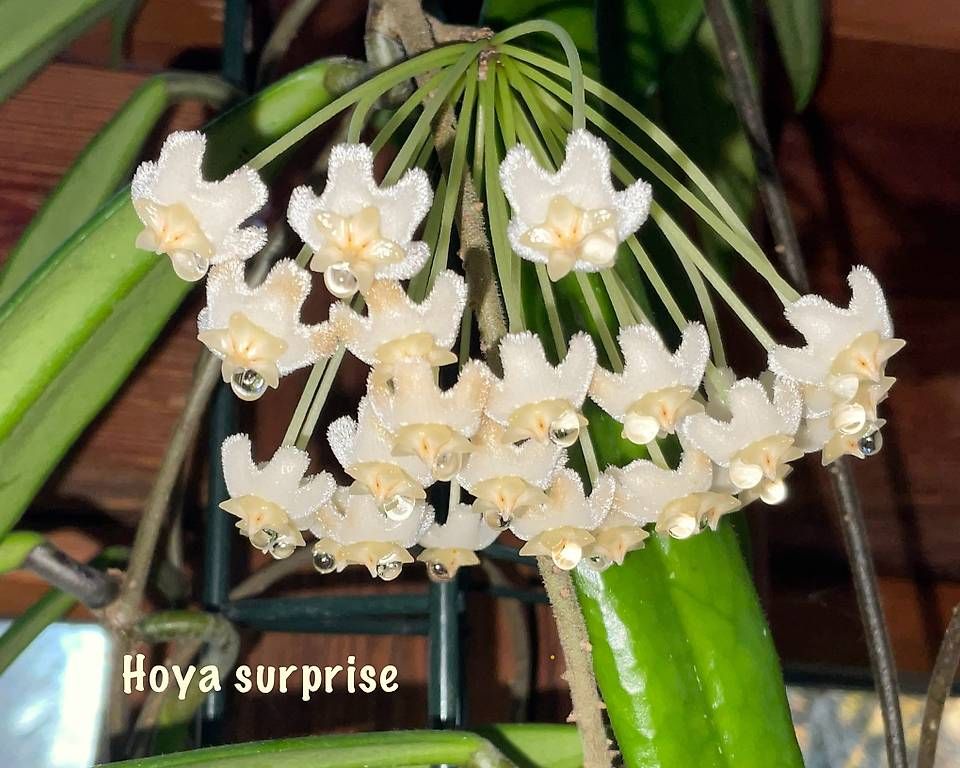 Pflanzen & Samen: Hoya cf. revolubilis – Neu und originalverpackt aus Schönholzerswilen von Leavylounge 4