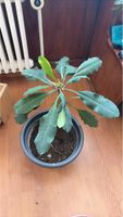 Madagaskar spuck Palme