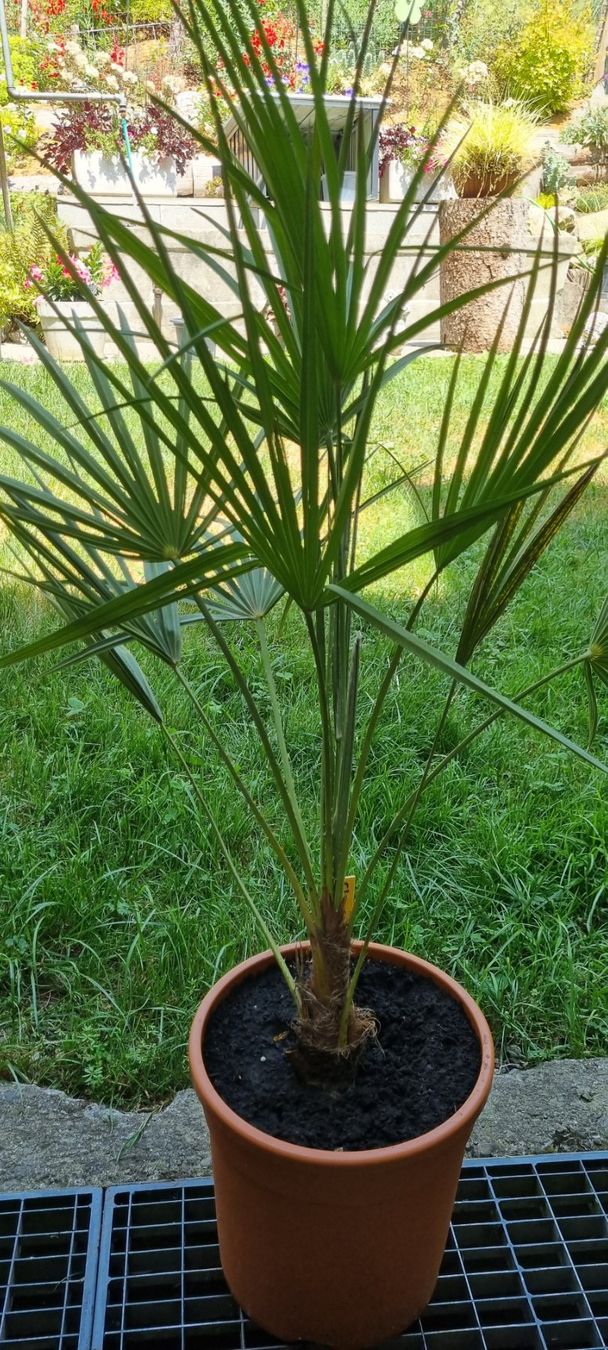 Piante & sementi: Hanfpalme Chamaerops humilis im Topf – Usato da egliswil venduto da Maggy6