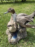 Präparate zwei Enten auf Stein