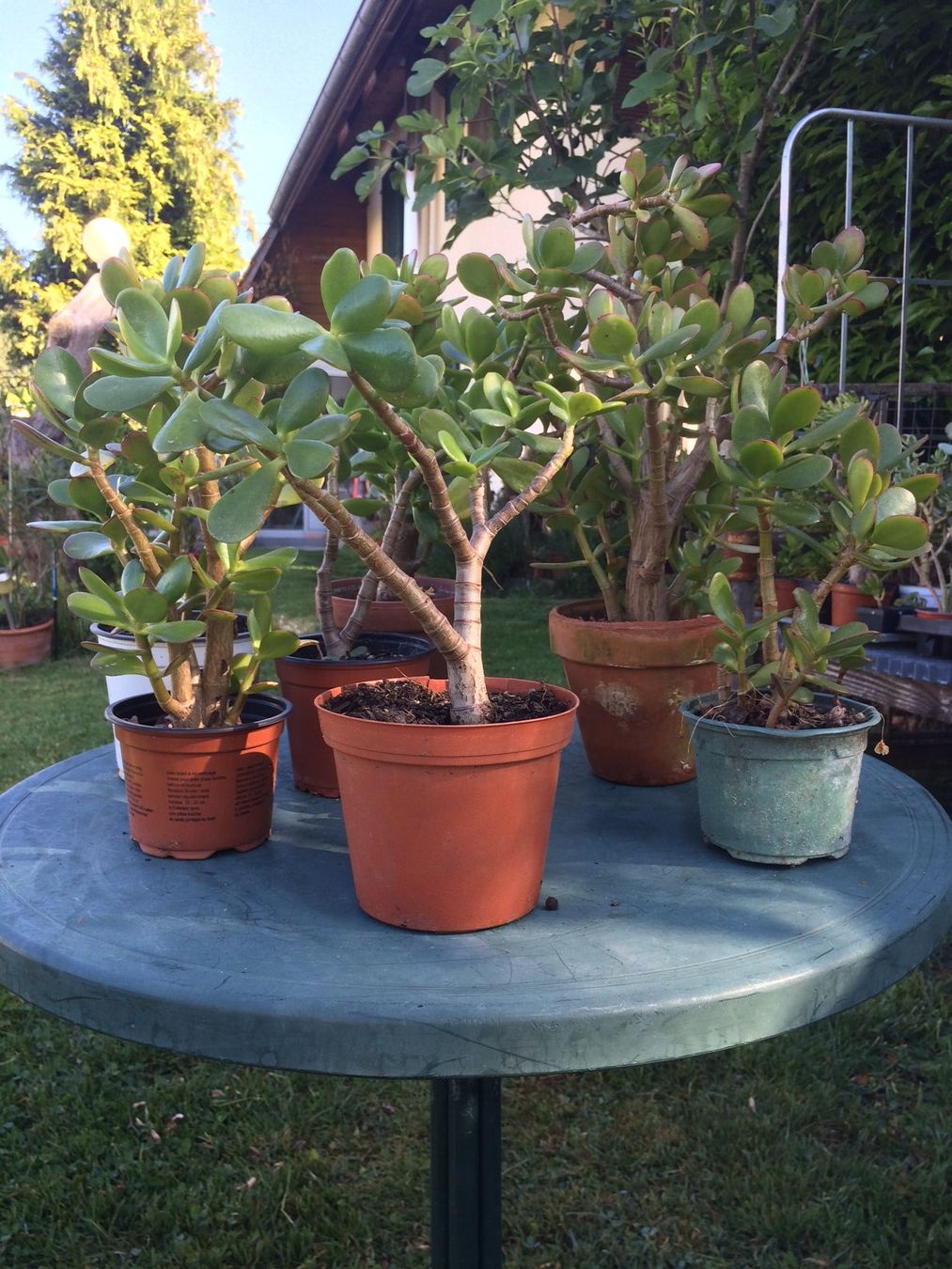 Pflanzen & Samen: Dickblatt Crassula ovata – Neu (gemäss Beschreibung) aus Vinelz von Wellensittich55 2