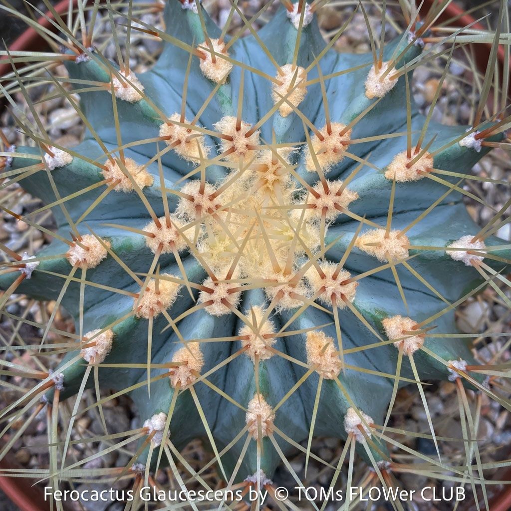 Pflanzen & Samen: Ferocactus Glaucescens - "Blue Barrel Cactus" - einzigartig – Neu und originalverpackt aus Adliswil von astom369 5