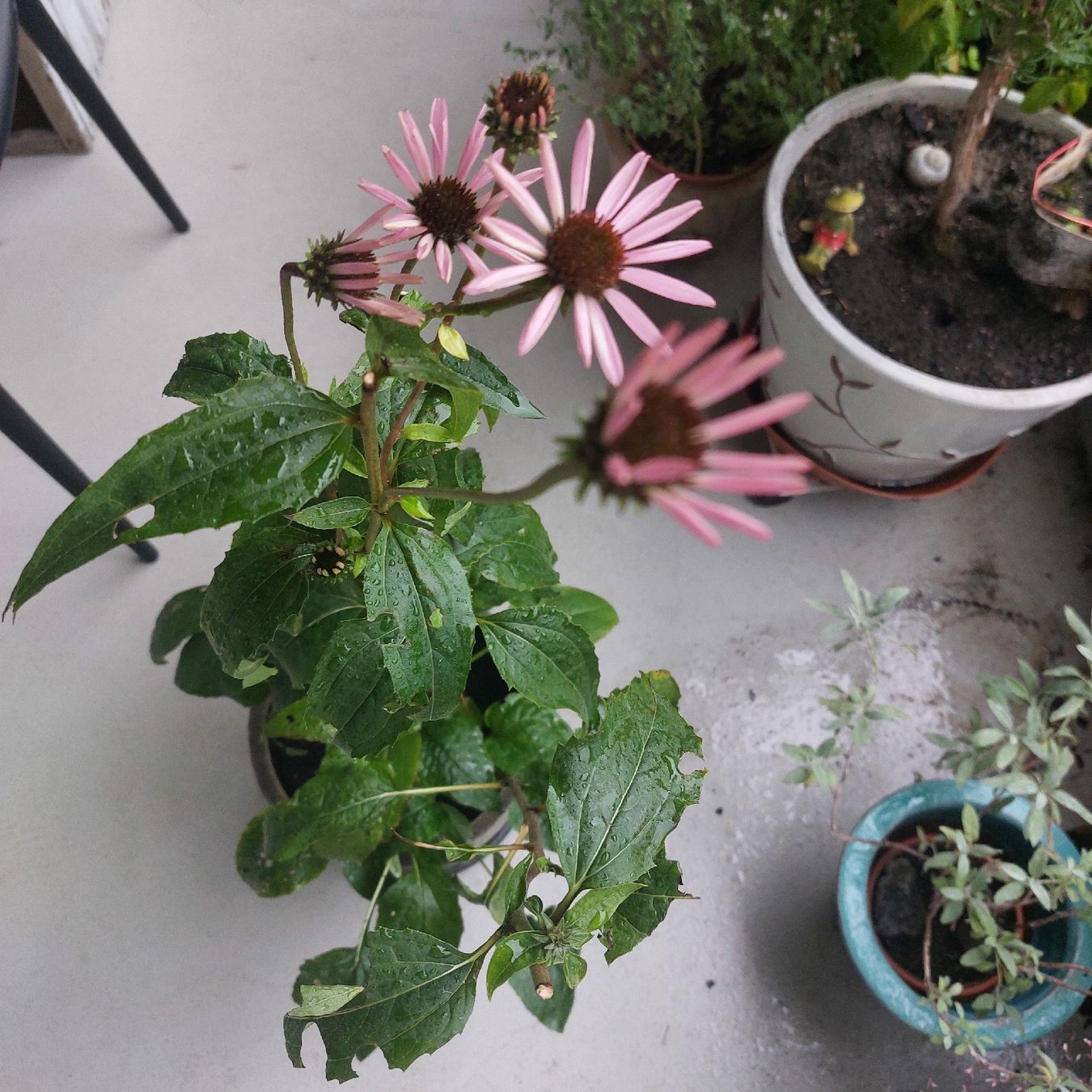 Pflanzen & Samen: Echinacea, pink, 2. Blüten  – Gebraucht aus Freienbach von Stuagert