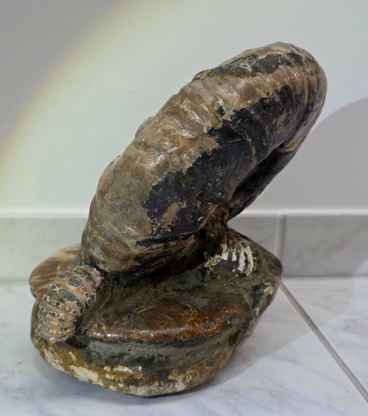 Fossilien: Wunderbare Ammoniten Ansammlung 5.42kg – Neu und originalverpackt aus Matzingen von Shay_Crystalz 5