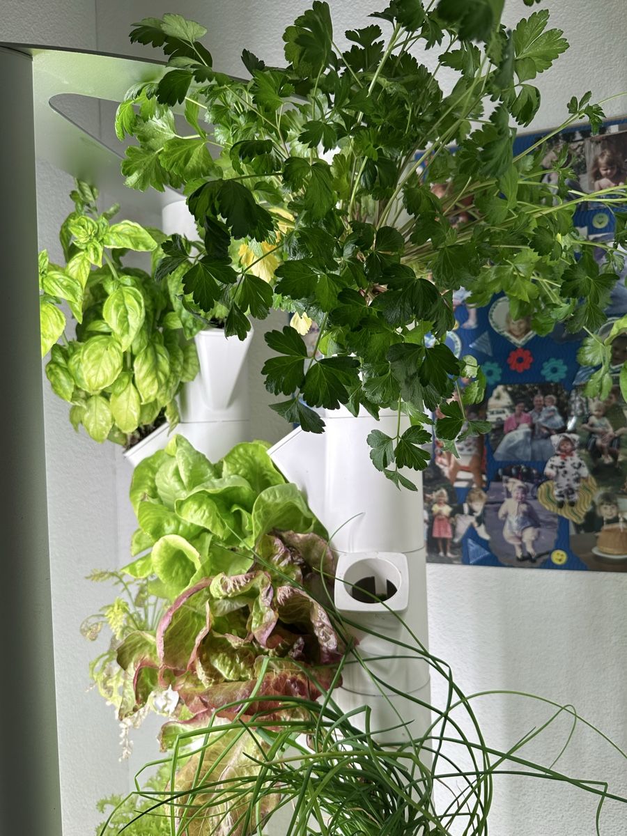 Sonstiges: 1 Everleaf Garden das Original – Gebraucht aus Sisikon von Folamis 1